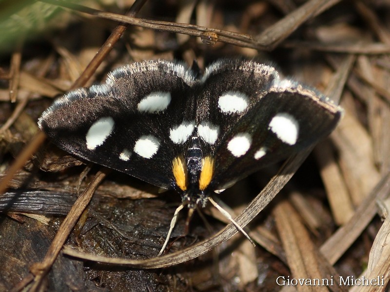 Lepidotteri all''Alpe Devero  (1856 slm)